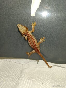 Rhacodactylus auriculatus - 2