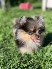 Pomeranian Teacup / mini Pomeranian - 2