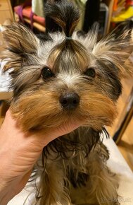 Yorkshire terrier, york, mini yorkshire, jorksirsky - 2