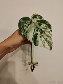 Monstera albo variegata - 2