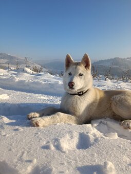 Sibírsky husky - 2