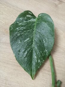 Monstera Albo Variegata - 2