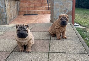 Šteniatka Sharpei, sarpej, sarpei - 2