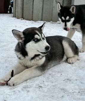 Predam šteniatka Sibírsky Husky - 2