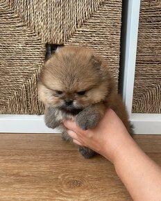 Pomeranian mini Boo - 2