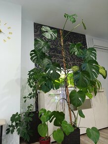 Monstera 200cm - 2