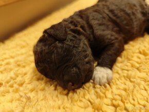 Lagotto Romagnolo PP FCI Polsko - 2