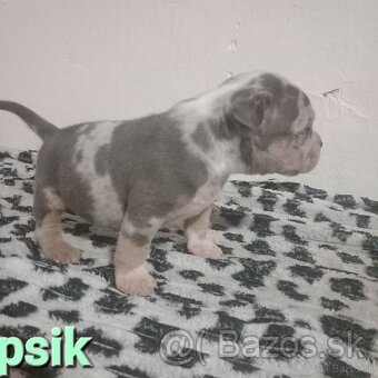 American bully - 2