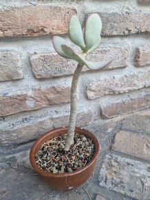 Crassula silver dolar tucnolist modre listy - 2