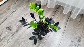 Zamioculcas Raven (čierny) - 2