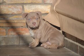 American bully - 2