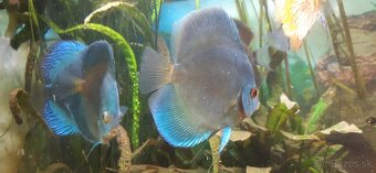 Predam discus blue diamond - 2