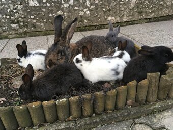 11 mesačne križene samice s malými na predaj. - 2