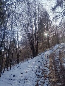 Pozemok Dunajov-Potoky na chov alebo pestovanie drevín - 2