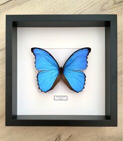 Motýľ Morpho didius v ráme - 2