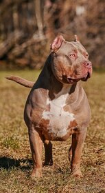 American Bully XL - 2