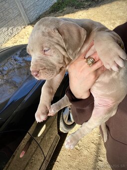 Na predaj šteniatka American Bully XXL s PP - 2