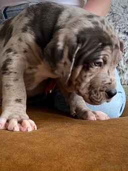 American Bully XL s PP - 2