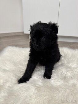 Šteniatka maltipoo a špica - 2