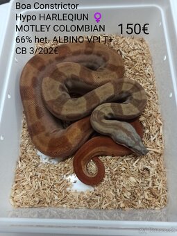 Boa Constrictor VPI T+ - 2