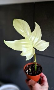 rastliny, philodendron, monstera - 2