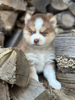 Rozkošné šteniatka pomsky pes a fenka - 2