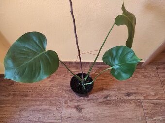 MONSTERA DELICIOSA - 2