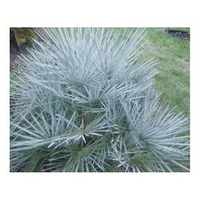 Chamaerops humilis - semená - 2