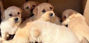 Šteniatka labradora s retriever - 2