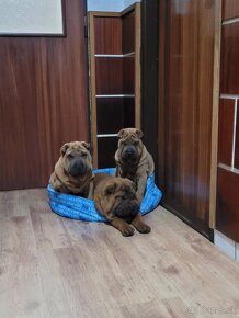 Shar-pei - 2