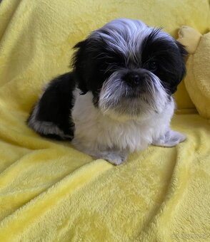 Štěňátko Shih tzu - 2