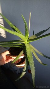 Aloe - 2