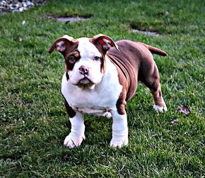 American Bully - 2