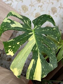 Monstera deliciosa Thai constellation (väčšia) - 2