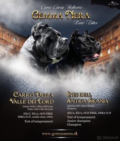 Fenka Cane Corso s pp FCI - 2