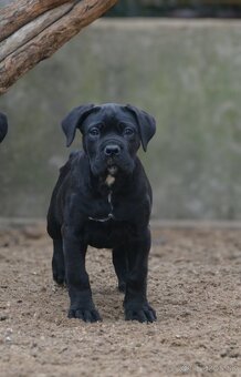 Cane corso s PP /FCI/ - 2