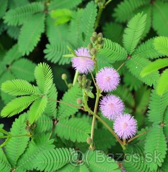 Mimosa pudica - naklíčené semená - 2