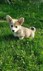 Welsh Corgi Pembroke s rodokmeňom - 2