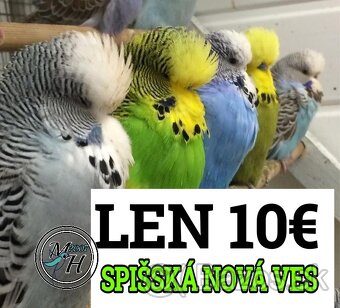 výstavné andulky jednotlivo aj jeden pár - 2