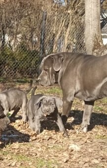 Cane corso - 2