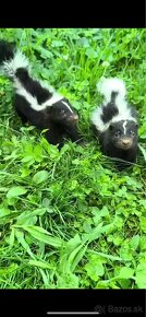 Skunk -krotký, odžliazkovaný - 2