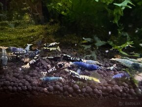 Caridina Black galaxy Fishbone - 2