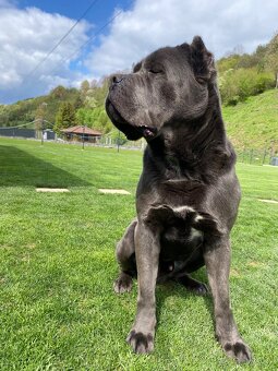 Cane corso krytie - 2