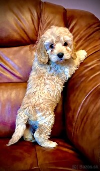 Cockapoo pudel - 2