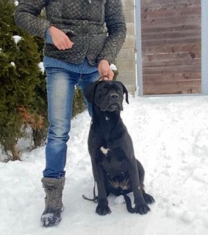 Cane Corso s PP - 2