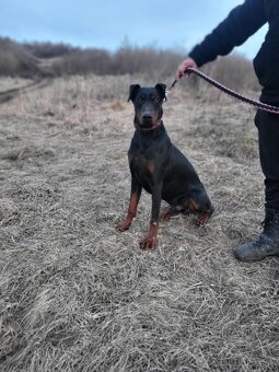 Doberman - 2