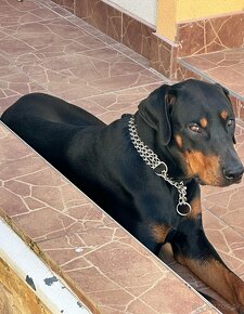 Doberman - 2