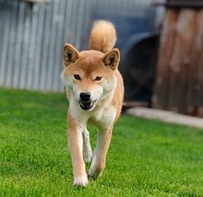 Shiba inu fenka s PP - 2