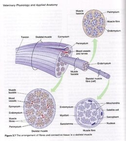 Anatómia zvierat skriptá UVLF - 2