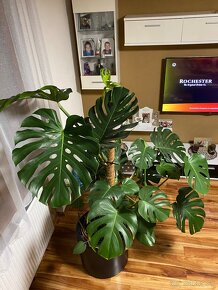 Monstera 180cm - 2